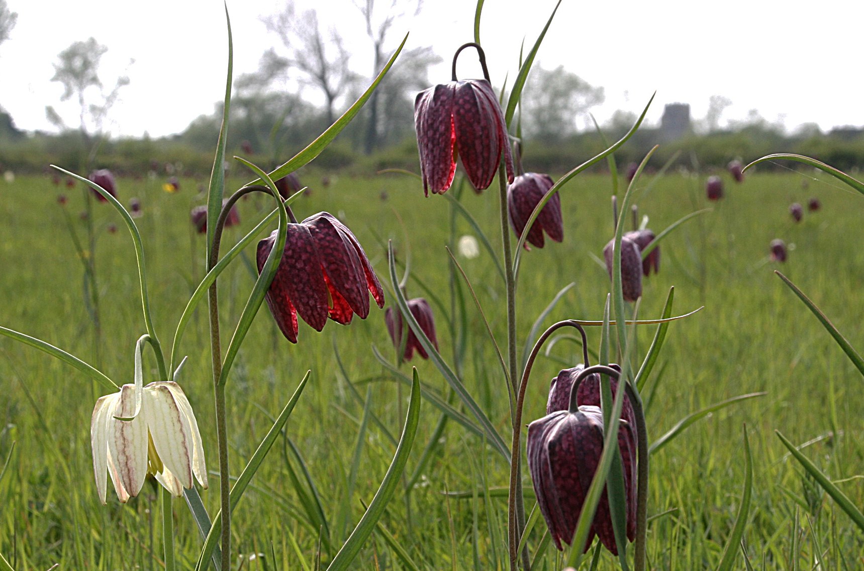 snakeshead fritillaries