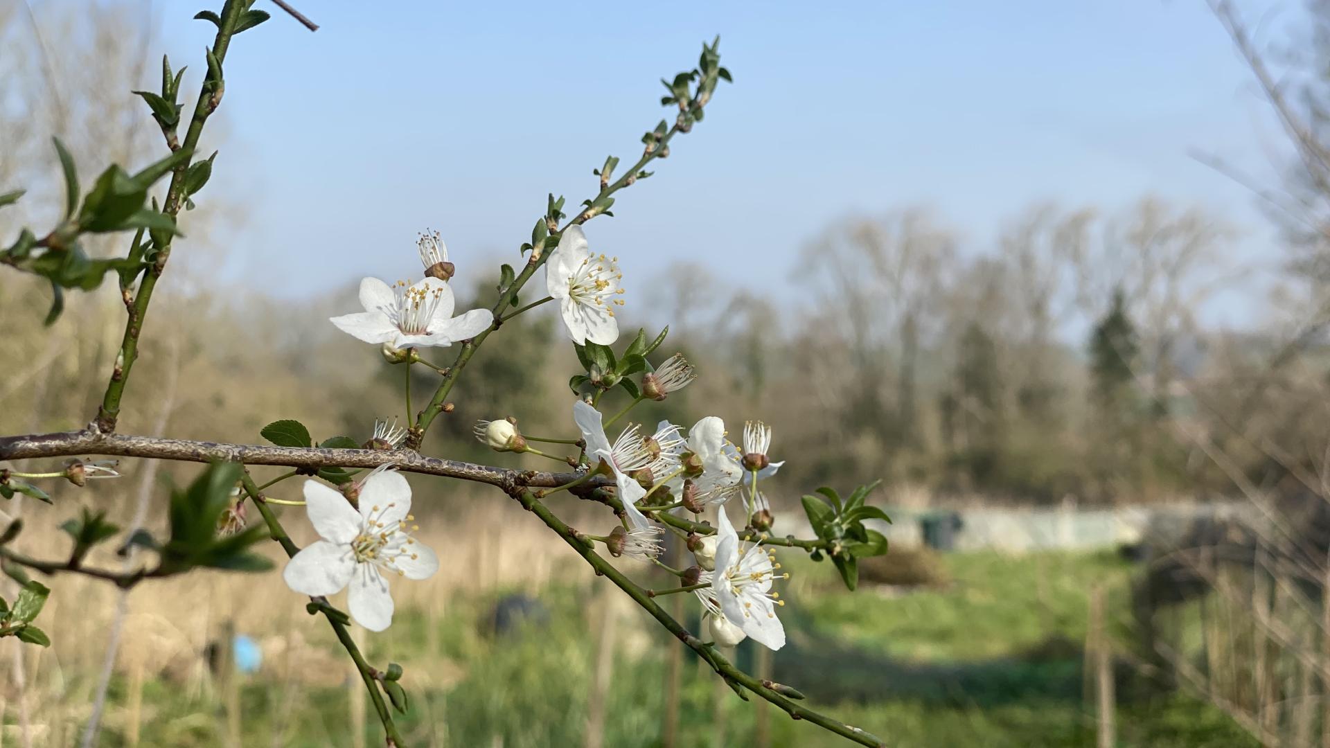 Larkins Lane Blossom