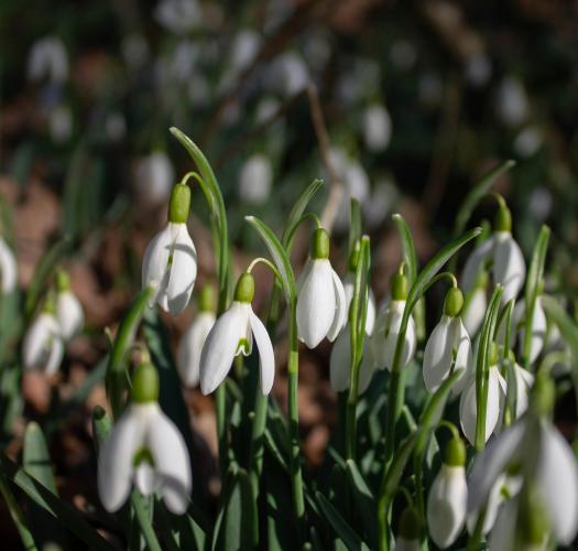 Snowdrops