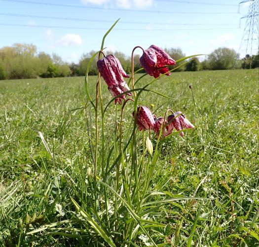 Hinksey Meadow