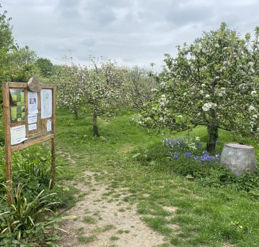 Blossom in Wolvercote Community Orchard