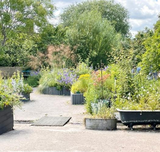 A community garden with plants and trees of different heights and shades of green. A bathtub is used as a planter.
