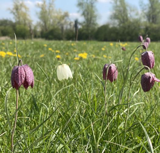 Fritillaries in Hinksey Meadow