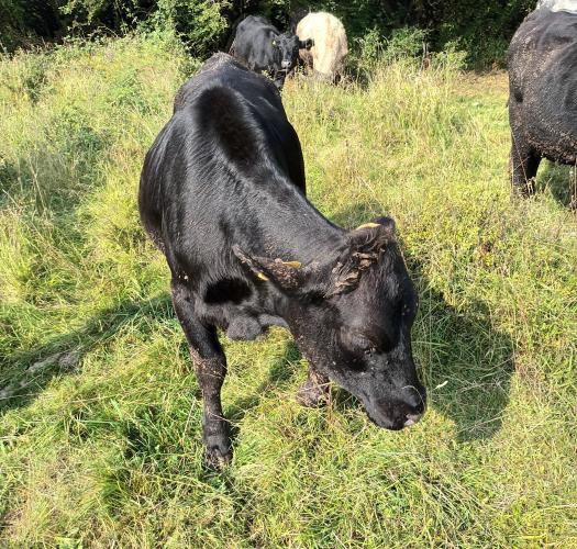Cattle in field