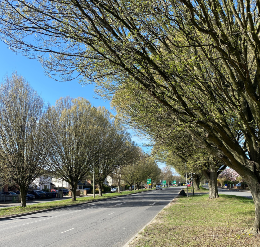 Sunderland Avenue Trees