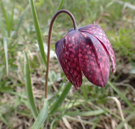 Fritillary