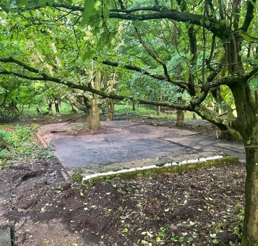 A concrete platform with a tree growing through it and woodland surrounding it.