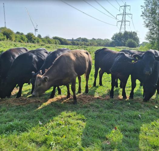 group of cattle