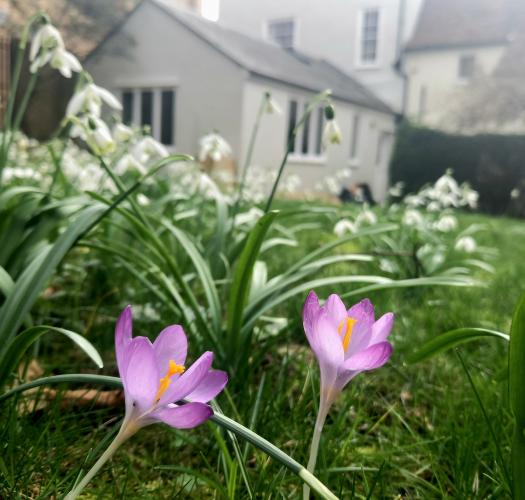 Two crocus flowers in the foreground of a garden with an eighteenth-century house in the background.
