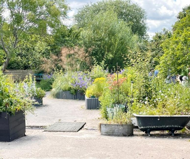 A community garden with plants and trees of different heights and shades of green. A bathtub is used as a planter.