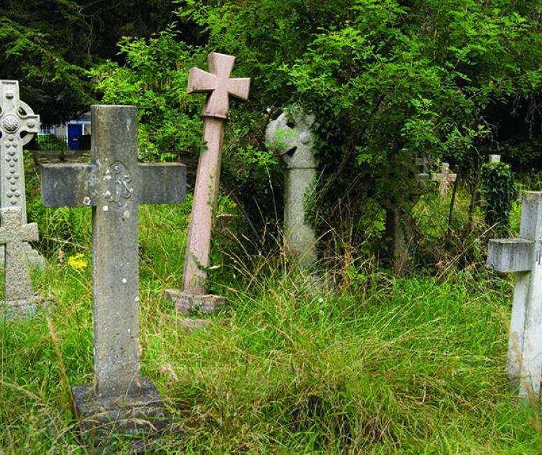Five headstones in the shape of crosses stand in a grassy area, shaded by a tree.