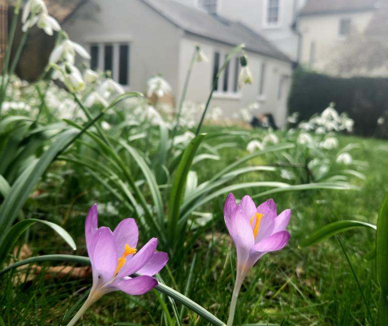 Two crocus flowers in the foreground of a garden with an eighteenth-century house in the background.