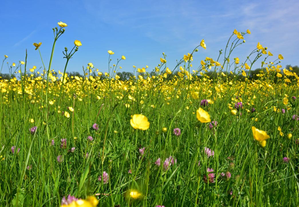 hinksey meadow