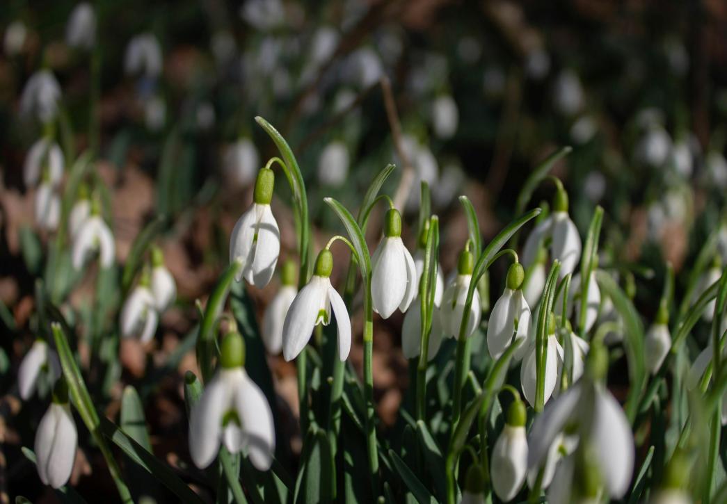 Snowdrops