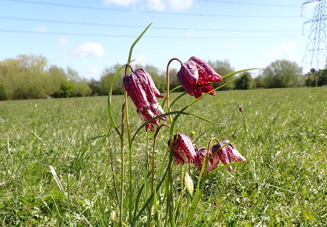 Hinksey Meadow