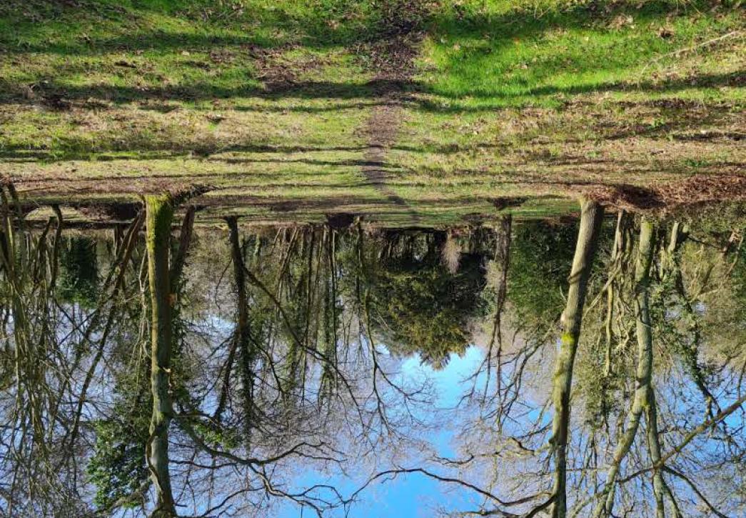 Looking along path between trees.
