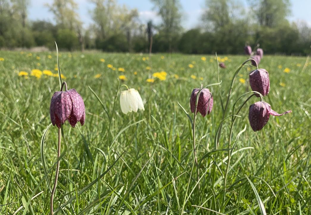 Fritillaries in Hinksey Meadow