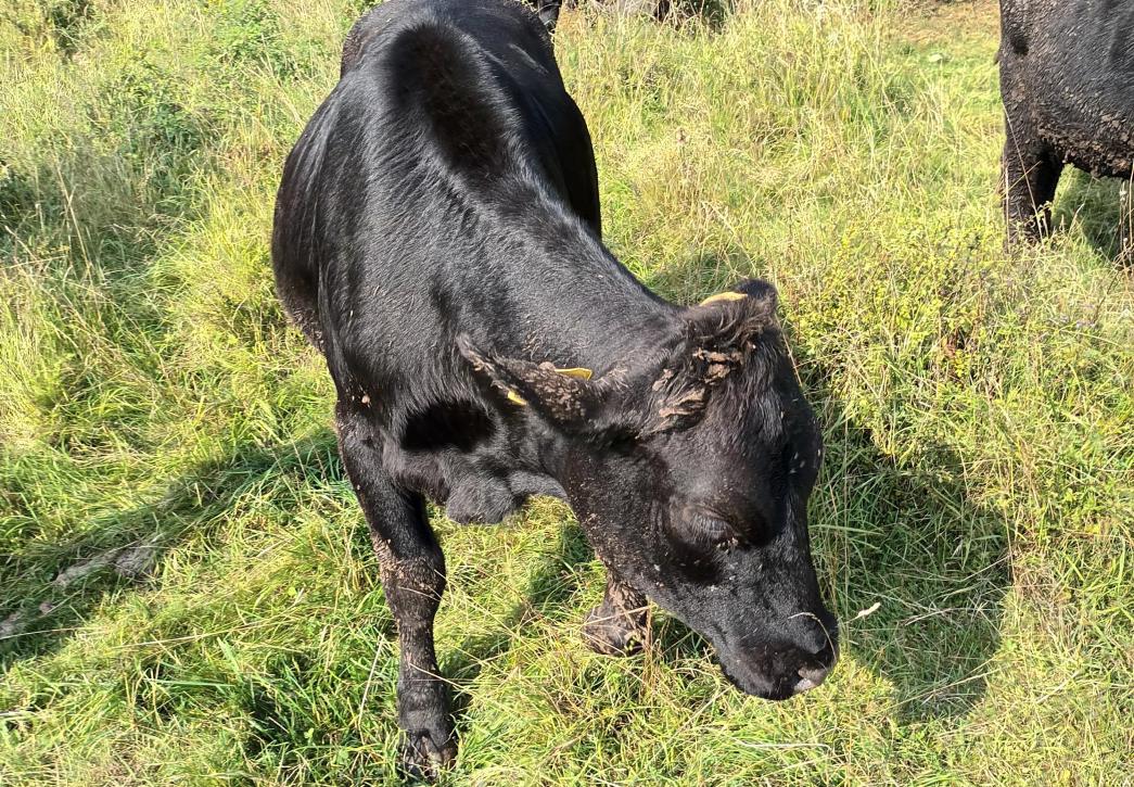 Cattle in field
