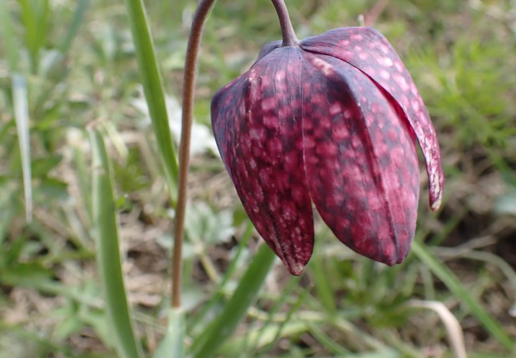 Fritillary