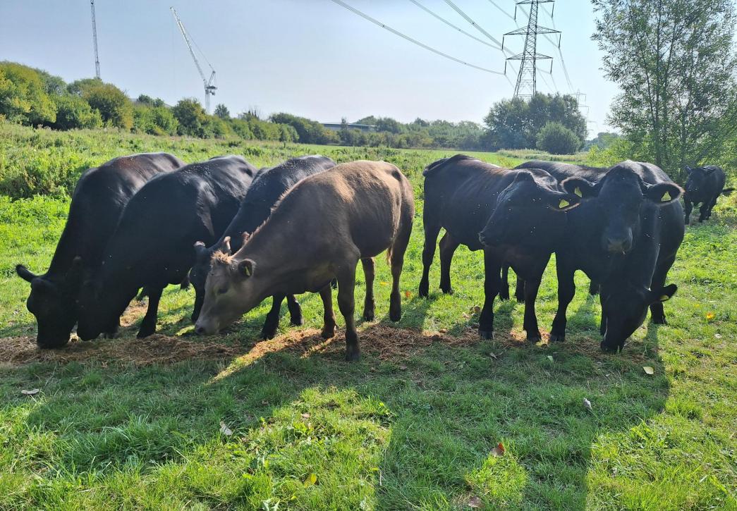 group of cattle